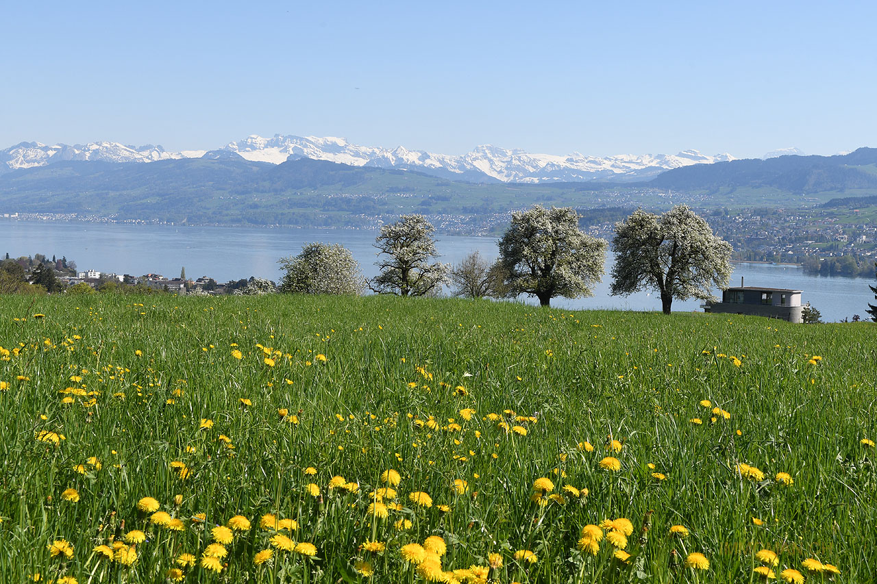 Frühlingsfoto