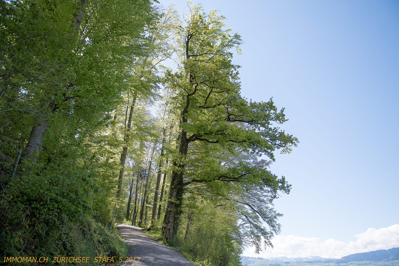 Stäfa Wannrainwald