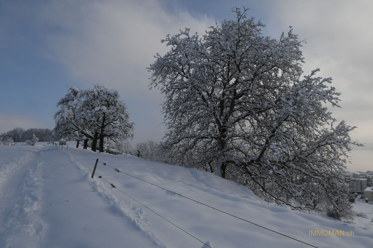 Sa 16. Januar 2021 Zwetchgenweg II